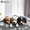 Dog Blankets for Small Medium Dogs Washable, 3 Pack Pet