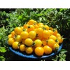 FUN AND GROW SEEDS: Seeds Mirabelle Blanche Cherry Tomato Yellow