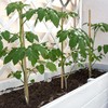 Plant Stakes,12 Inches Natural Garden Bamboo Sticks,BOVITRO 20Pcs Plant Support