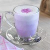 Zaachila Gourmet Taro Purple Frappe / Caliente