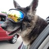 Large Dog Sunglasses with Adjustable Strap UV Protection, Winproof, Suitable
