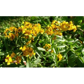 Southeast Seeds Mexican Tarragon Seeds, NON-GMO, Texas Tarragon, Mexican Mint Marigold - 1250 Seeds or 1 Gram
