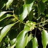 Holy Leaf 50ml Incent Essential Oil Essential Oil