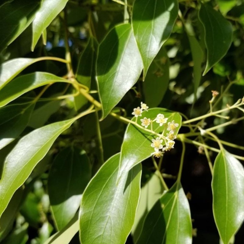 Holy Leaf 50ml Incent Essential Oil Essential Oil