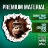 Orangutan Stickers - 3D Animal Stickers - Wildlife Decor -