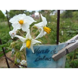 J&L Gardens Litchi Tomato (Morelle de Balbais) - Solanum sisymbriifoliu