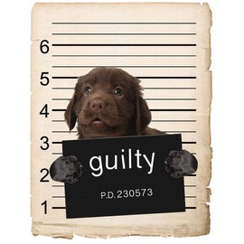 Flat Coated Retriever Dog Mugshot Bad Dog Car Bumper Magnet, Magnetic for Refrigerator, Decorative Fridge, Office, Whiteboard, Kitchen, Locker Waterproof Decor, Family & Friends, 4x7 in