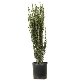 Sky Pencil Japanese Holly - Live Plant - 3 Gallon Pot