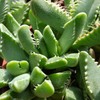 Faucaria tigrina Cacti Cactus Succulent Real Live Plant