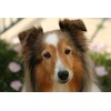 Vet's Advantage Ashwagandha Calmer For Dogs - Pure Herbal Support