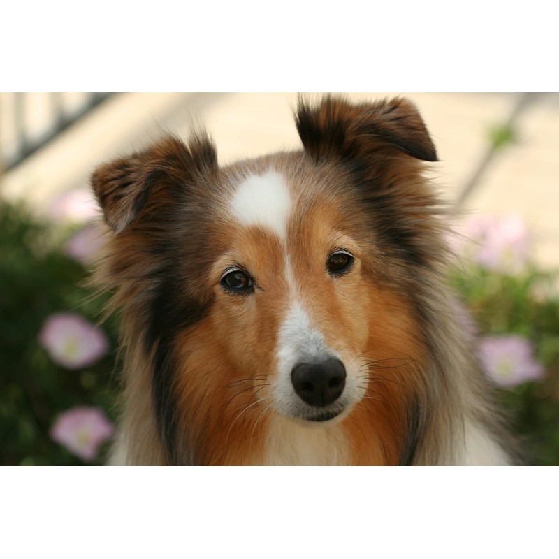 Vet's Advantage Ashwagandha Calmer For Dogs - Pure Herbal Support