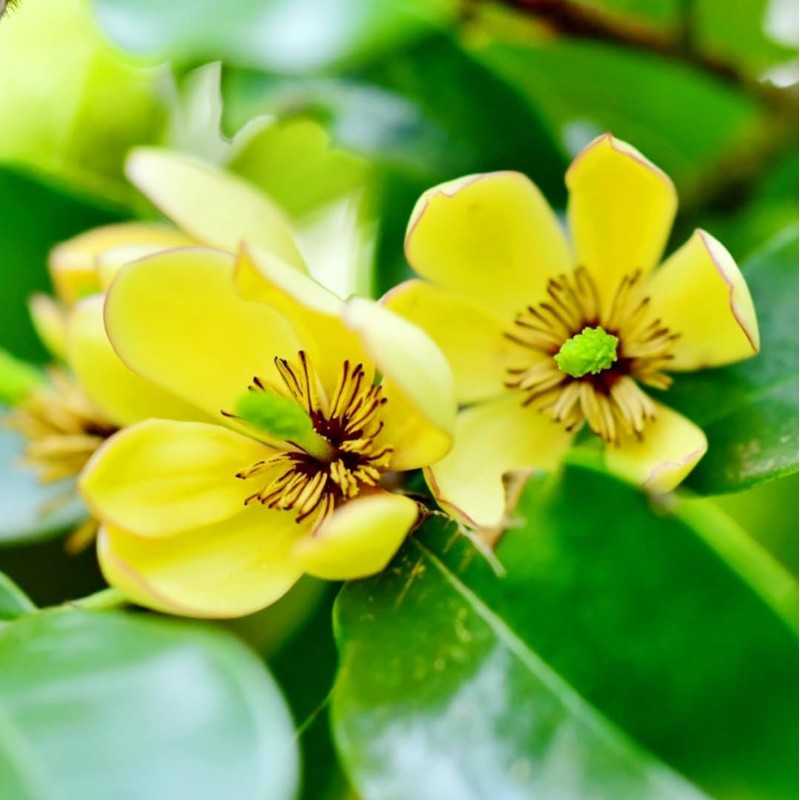 10 Pcs Banana Shrub Seeds Michelia Figo Fragrant Ready to