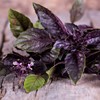 KIRA SEEDS - Seeds Opal Purple Basil - Heirloom Herbs