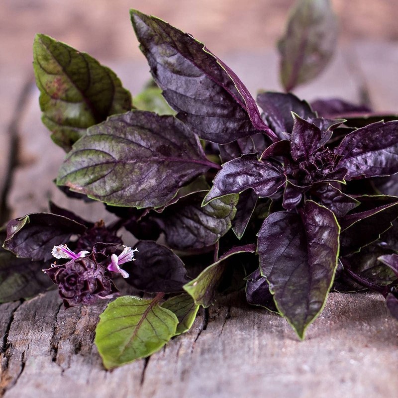 KIRA SEEDS - Seeds Opal Purple Basil - Heirloom Herbs