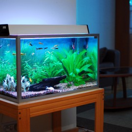 Akfix 100AQ Black Aquarium Silicone Sealant (12x10.1 fl. oz.) - 100% Silicone, Waterproof Aquarium Safe Silicone Black, High-Speed Curing and Strong Adhesion, Non-Toxic, Safe for Fish | Black, 12 Pack