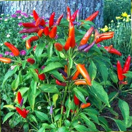 African Bird Pepper Seeds (Capsicum frutescens) Packet of 20 Seeds