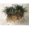 Dwarf Mondo Grass, Flat (18)