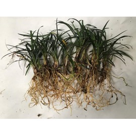 Dwarf Mondo Grass, Flat (18)