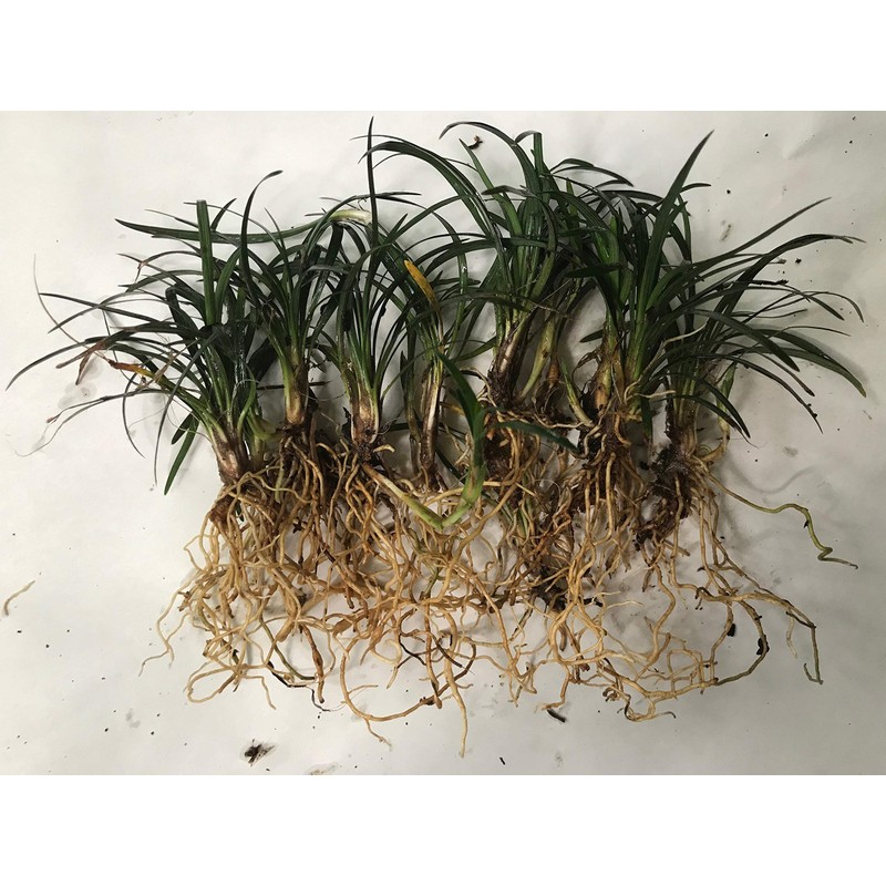 Dwarf Mondo Grass, Flat (18)