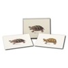 Earth Sky + Water - Freshwater Turtle Assortment Notecard Set