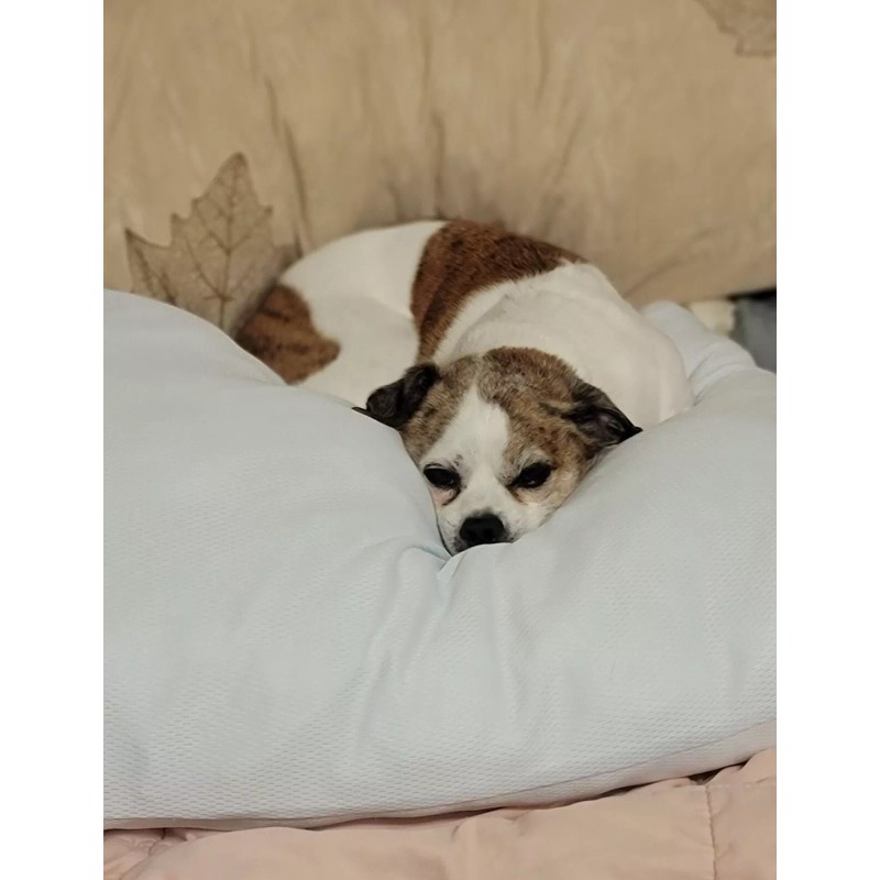 Kobalt 14" Extremely NICE!! Aluminum Pipe Wrench Model #0464648