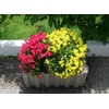 22Day Seeds: Seeds Snapdragon Magic Carpet Mix/Low Dwarf Annual Flowers