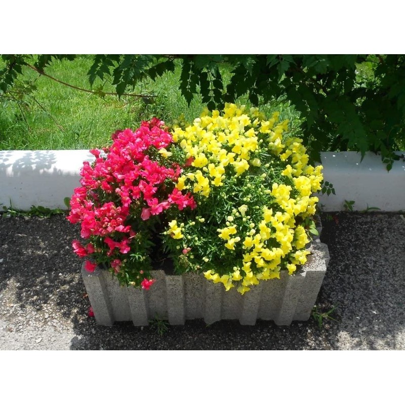 22Day Seeds: Seeds Snapdragon Magic Carpet Mix/Low Dwarf Annual Flowers