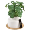 Kishima KH-61251 Artificial House Plants, Fake Green, Artificial Plants, Never