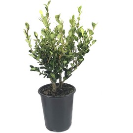 Winter Gem Boxwood | 1 Live 4 Inch Pot | Buxus Microphylla Japonica | Fast Growing Cold Hardy Formal Evergreen Shrub