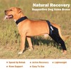 DGYAO Dog Knee Brace for ACL, Knee Cap Dislocation, Arthritis