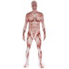 Morphsuits Men's Adult Costume, Muscle, Large