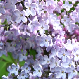 MySeeds.Co Syringa Oblata (Early Lilac) Shrub Seeds, Fragrant Flower, Attractive Appearance - 1 oz (~ 3438 Seeds)