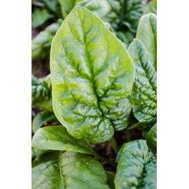 Spinach Bloomsdale Longstanding Pkt - Approx. 300 seeds