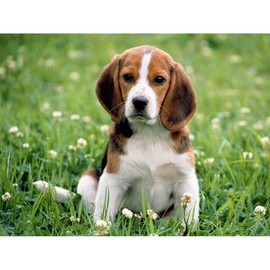 CafePress Beagle Sherpa Fleece Throw Blanket 60" L x 50" W