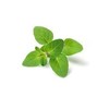 REOoils Large Oregano Essential Oil (Organic) from Spain, Origanum vulgare,
