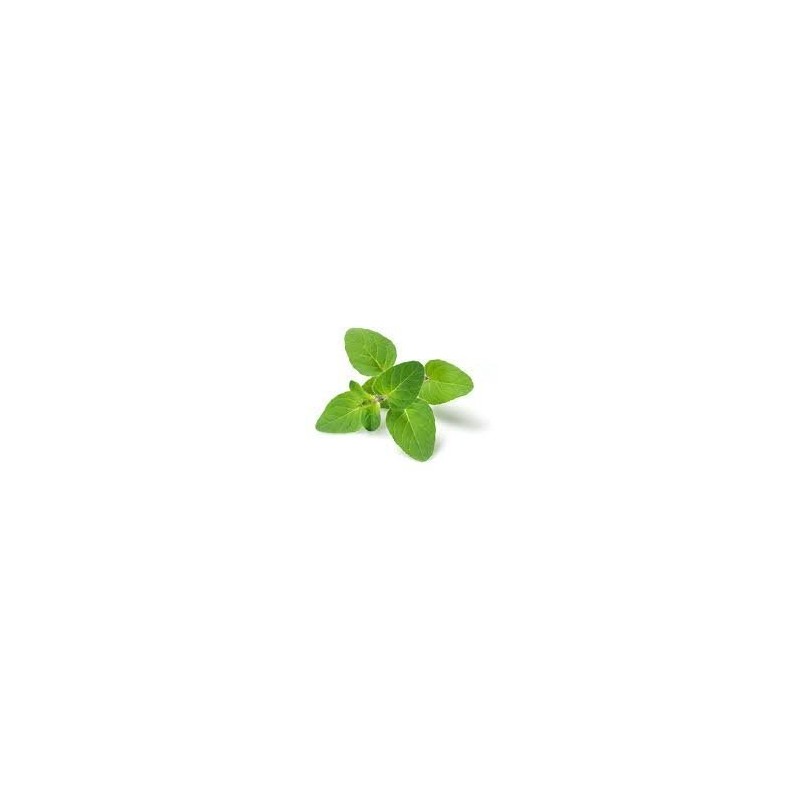 REOoils Large Oregano Essential Oil (Organic) from Spain, Origanum vulgare,