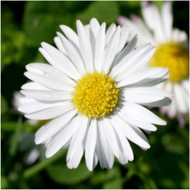 Seed Needs, White English Daisy (Bellis perennis) Twin Pack of 1,000 Seeds Each