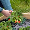 Iceyyyy 12 Packs Square Strawberry Supports-Strawberry Growing Racks- Plant Support