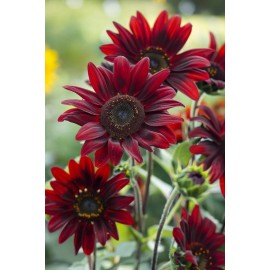Southeast Seeds Chocolate Cherry Sunflower, , Beautiful Ornamental Sunflower, FREE SHIPPING - 75 Seeds