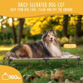 CANINE CANYON Daisy Cot, Medium Foldable Elevated Dog Bed, Portable Raised Outdoor Folding Dog Cot, Cooling, Chew Proof, Waterproof, Heavy Duty Up to 160 lbs for Camping/Home, Tan, 32"x 19"x6"
