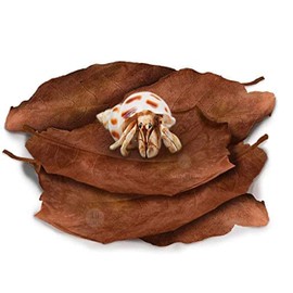 SunGrow Hermit Crab Large Indian Almond Leaves, Promotes Breeding, Dried Leaves for Added Humidity, Delicious Crab Treat and Source of Cellulose, 10-Pieces