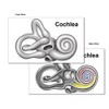 Cochlea 3D Laser 1lb Crystal, Hearing Labyrinth, Ear, Audiology
