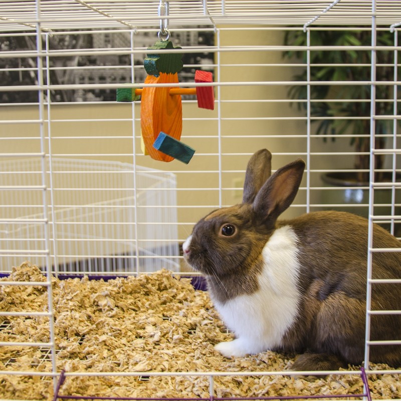 Ware Manufacturing Pine Wood Crazy Carrot Small Pet Chew Toy,