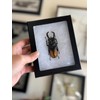 Framed Bugs and Beetles! Spread Insects in Riker Mount Frames