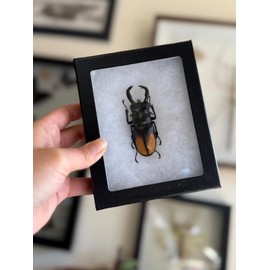Framed Bugs and Beetles! Spread Insects in Riker Mount Frames