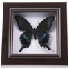 Housoutil Butterfly Specimens in Shadow Box Blue Morpho Butterfly Framed