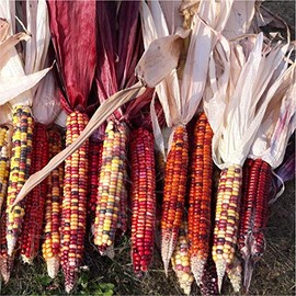 David's Garden Seeds Corn Dent Painted Mountain 2652 (Multi) 50 Non-GMO, Heirloom Seeds