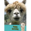 Alpaca Birthday Card