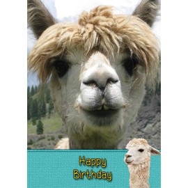 Alpaca Birthday Card
