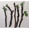 Hardy Chicago Organic Fig Tree 5 Cuttings ---Hardy Chicago
